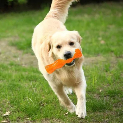 Jouet Tennis balle résistante aux morsures jouets pour animaux de compagnie chien 10 pièces ensemble autres produits pour animaux de compagnie jouet à mâcher